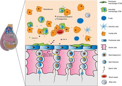 Immune Cell Subtypes and Their Function in the Testis